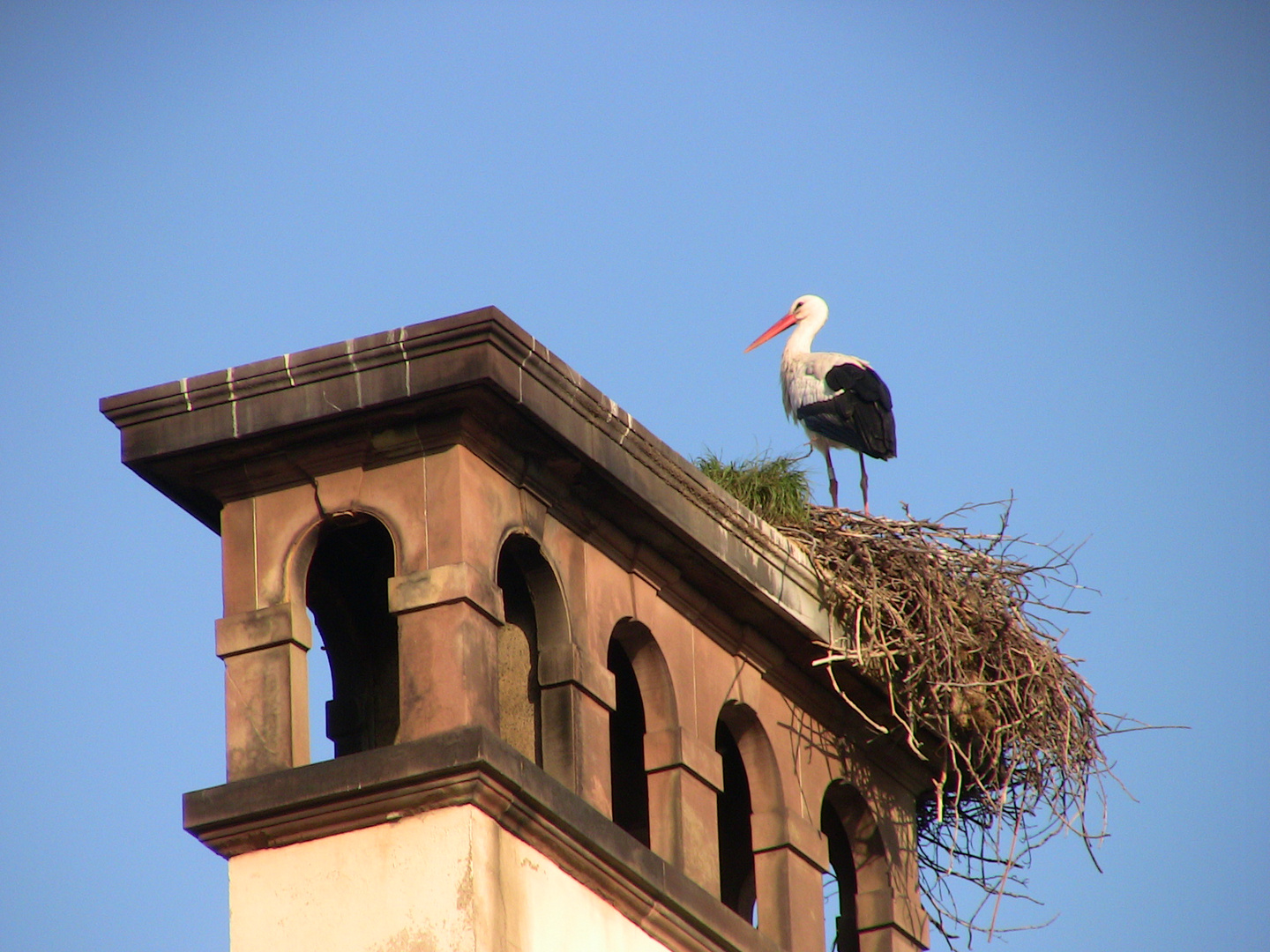 Storch