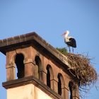 Storch