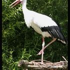 Storch