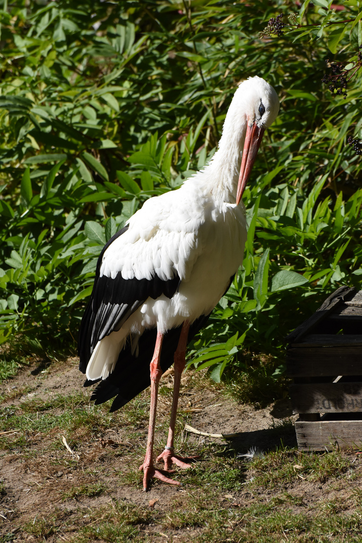 Storch 