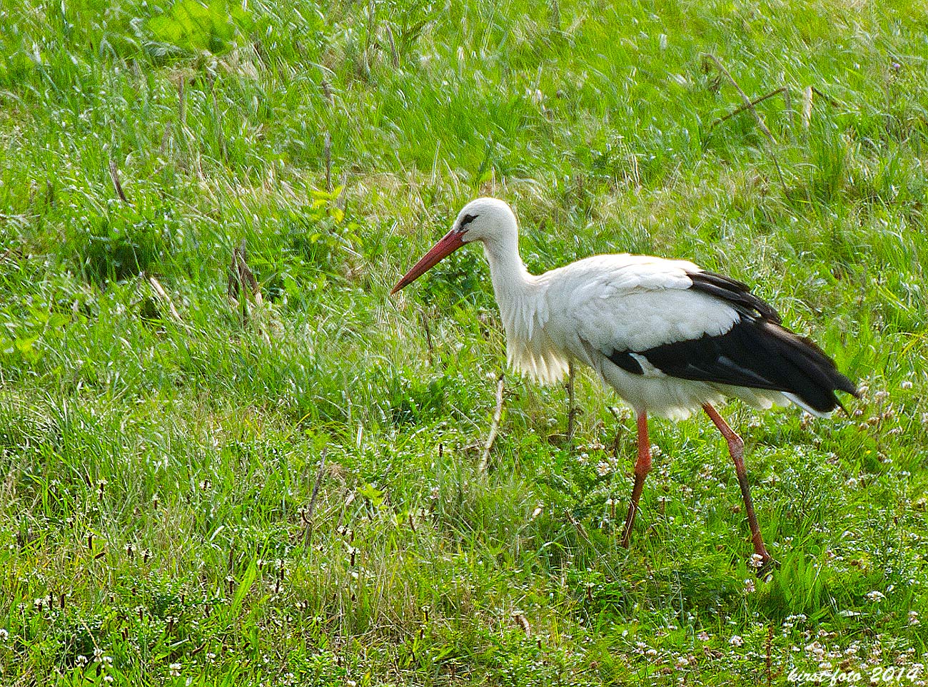 Storch