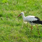 Storch