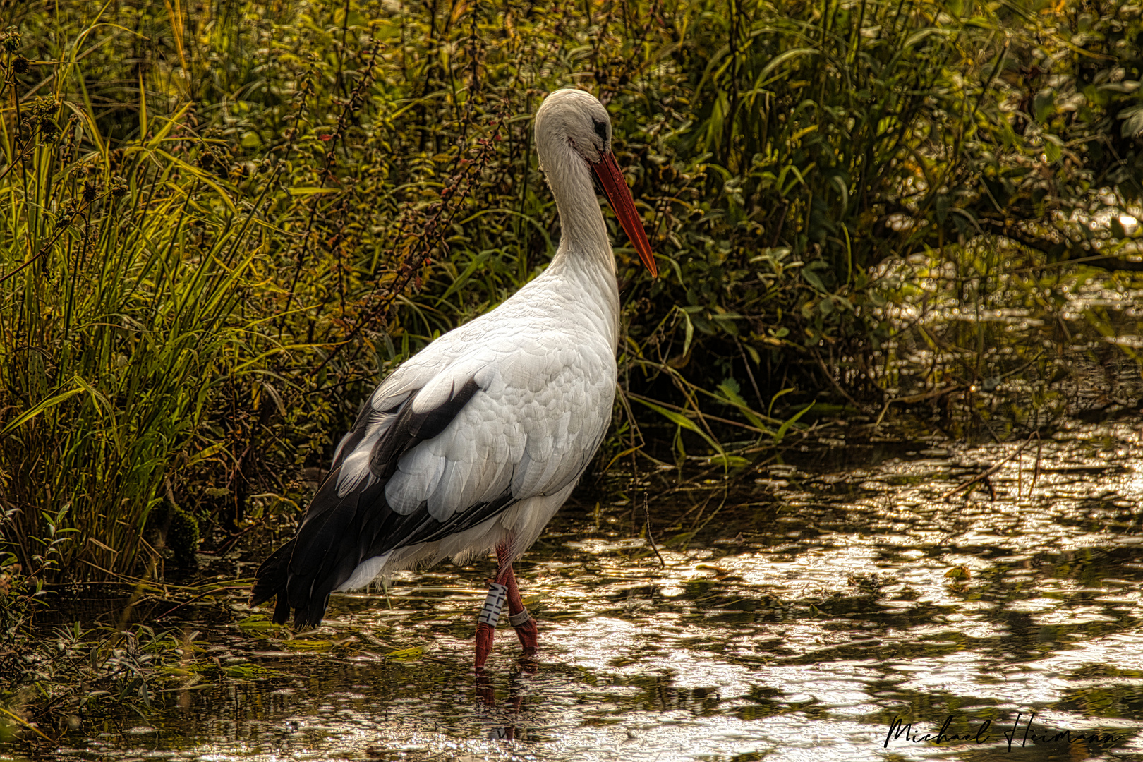 Storch