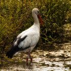 Storch