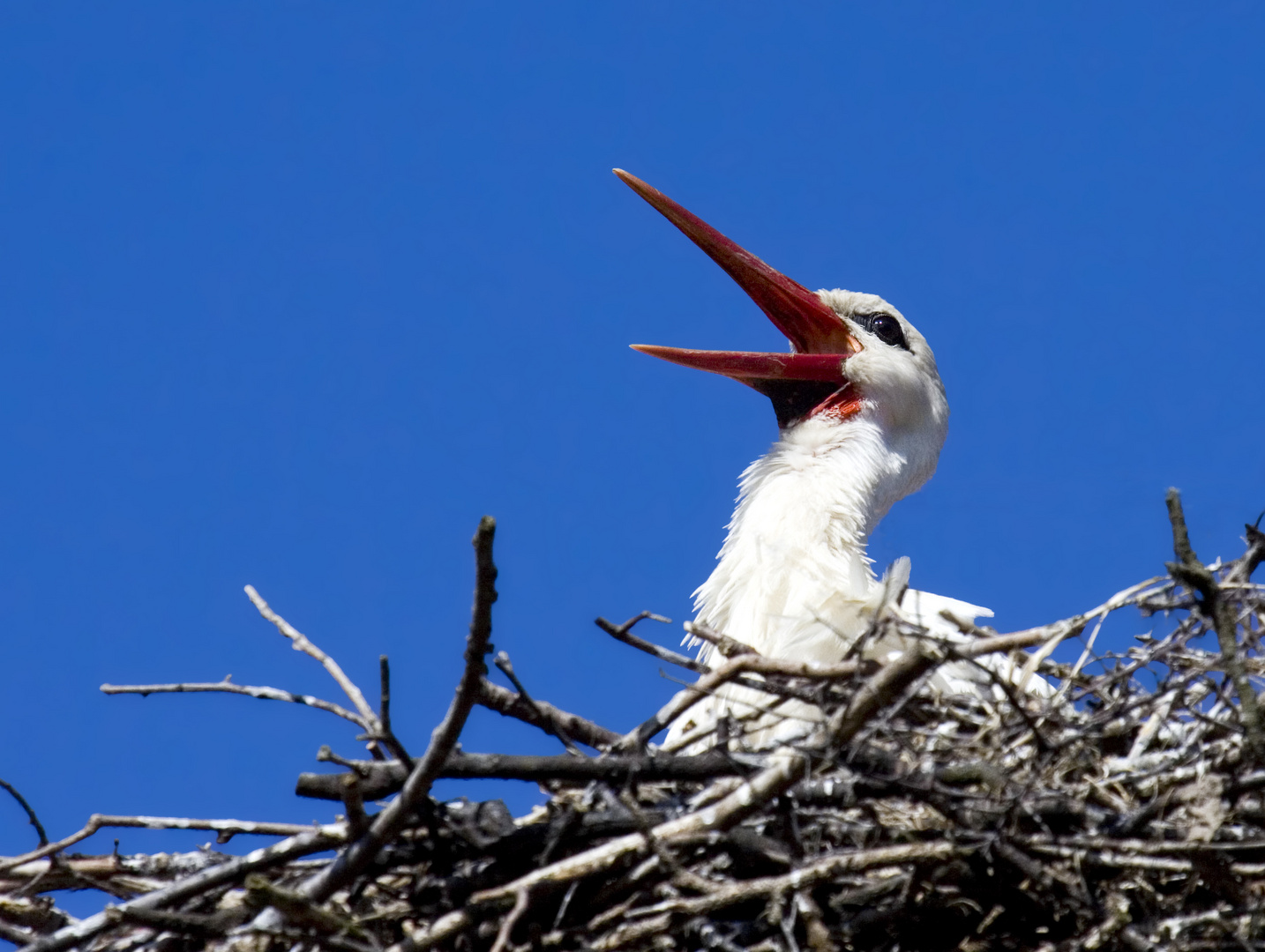 Storch