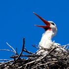 Storch