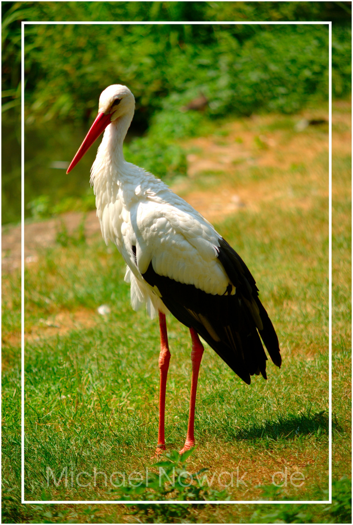 Storch