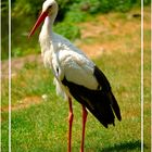 Storch