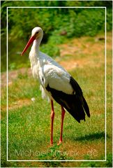 Storch