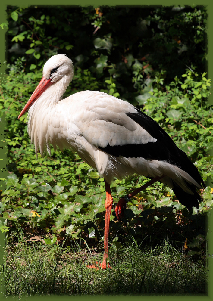 Storch