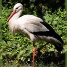 Storch