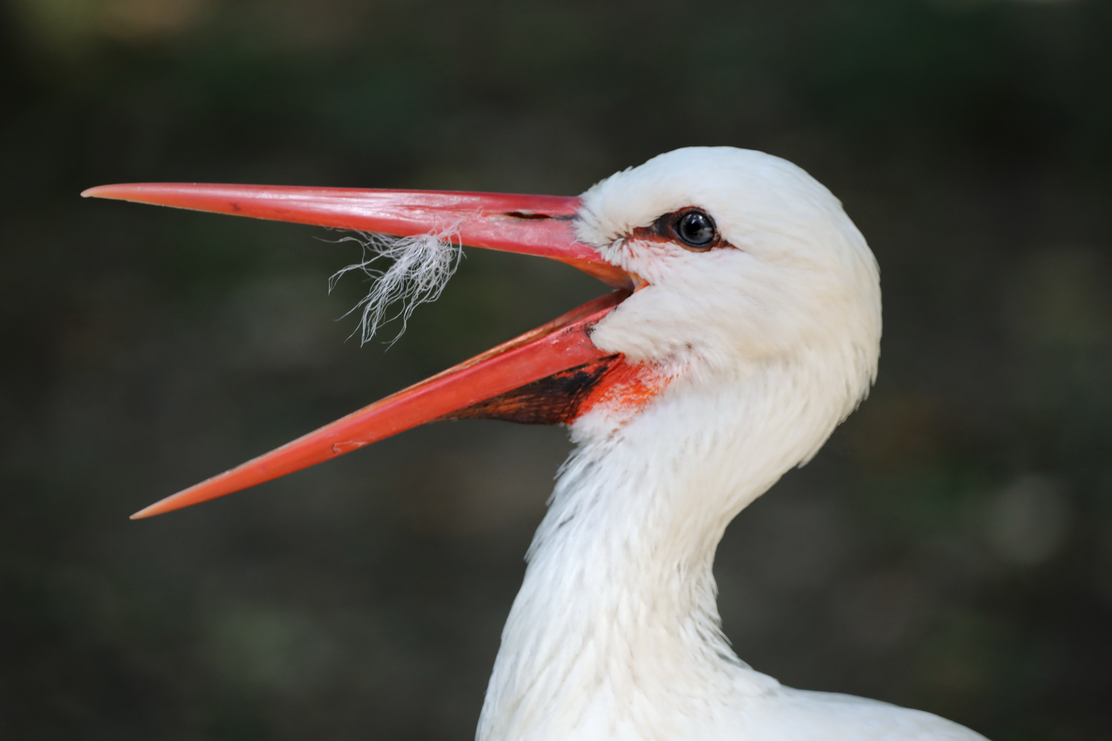 Storch