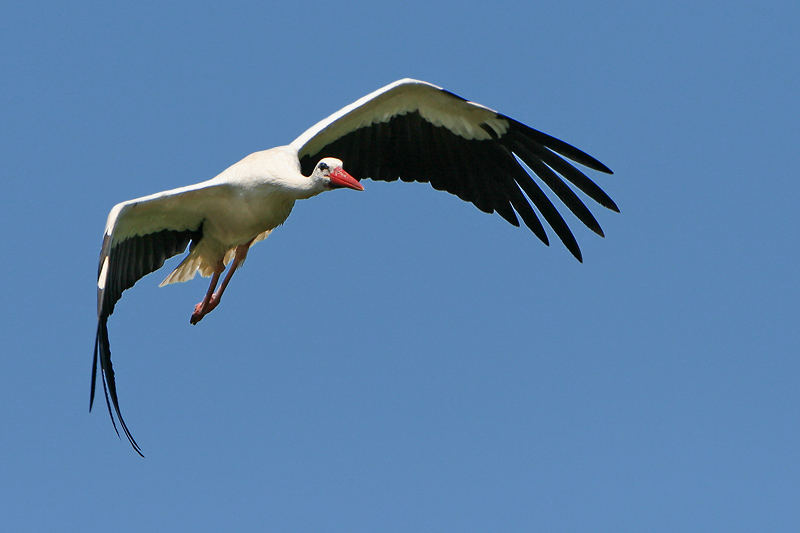 Storch