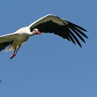 Storch