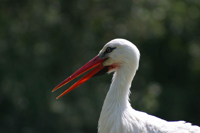 Storch