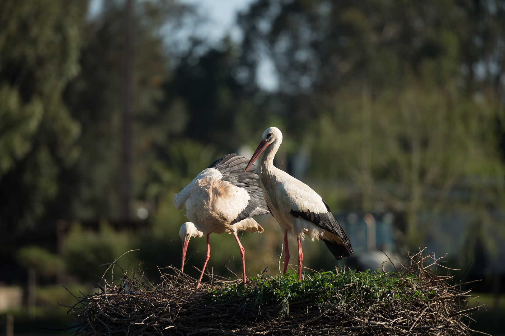 Storch