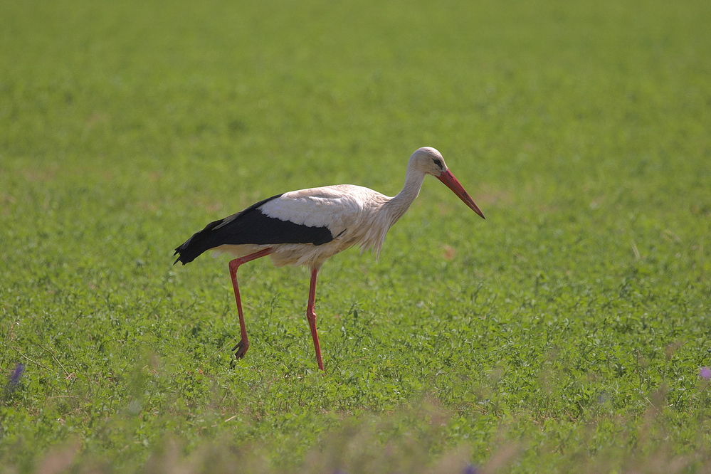 Storch