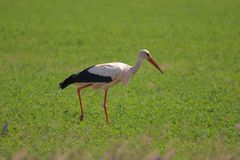 Storch