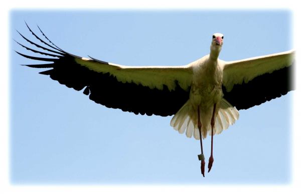 Storch