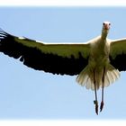 Storch