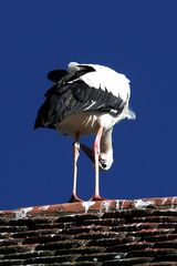 Storch