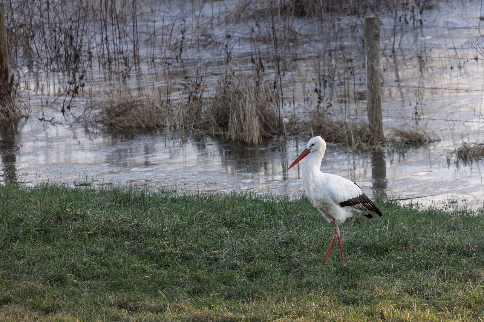 Storch 