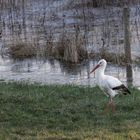 Storch 