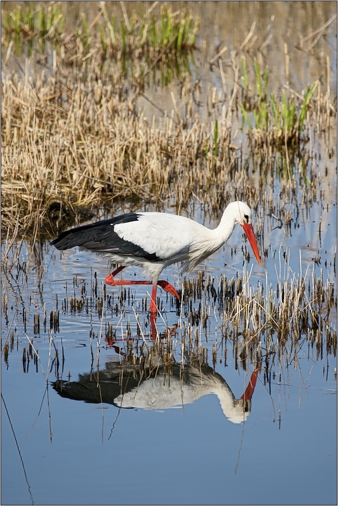 Storch