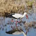 Storch