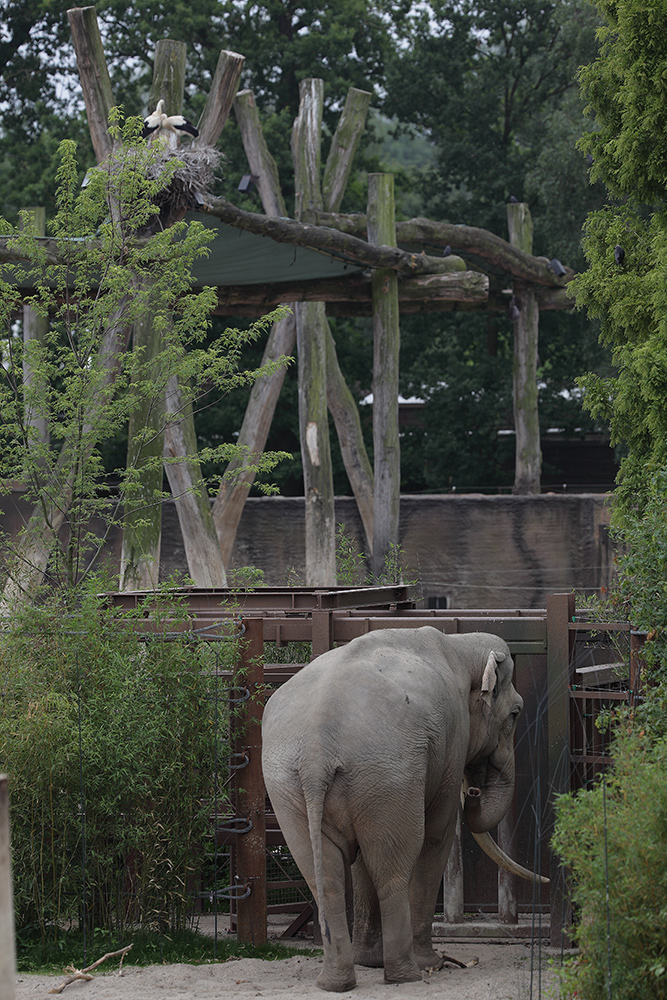 Storch