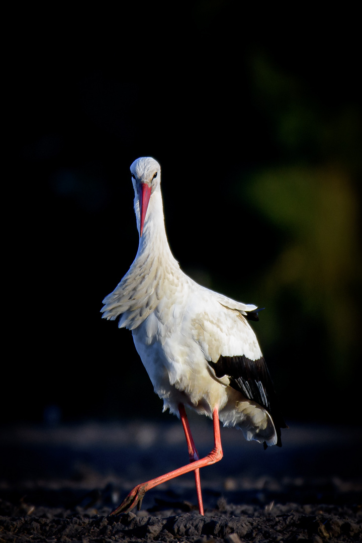 Storch