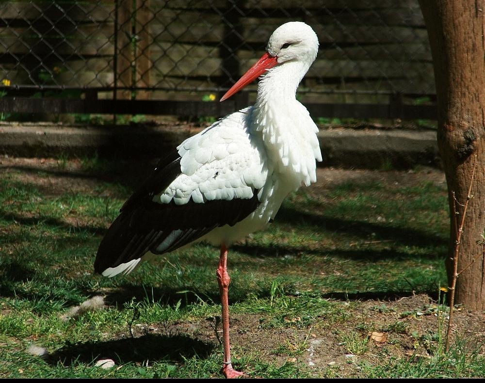 Storch