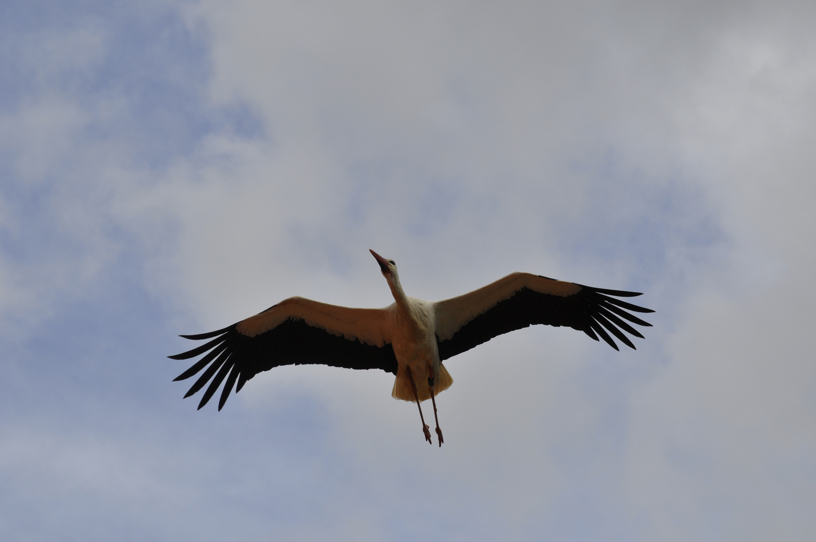 Storch