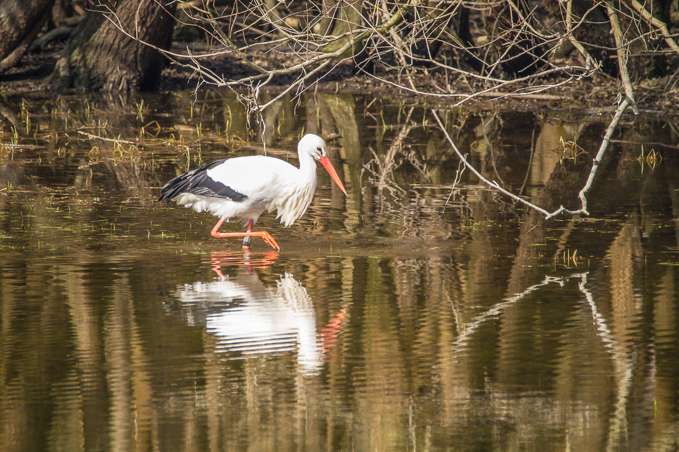 Storch