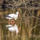 Storch