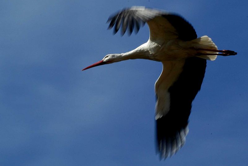 Storch