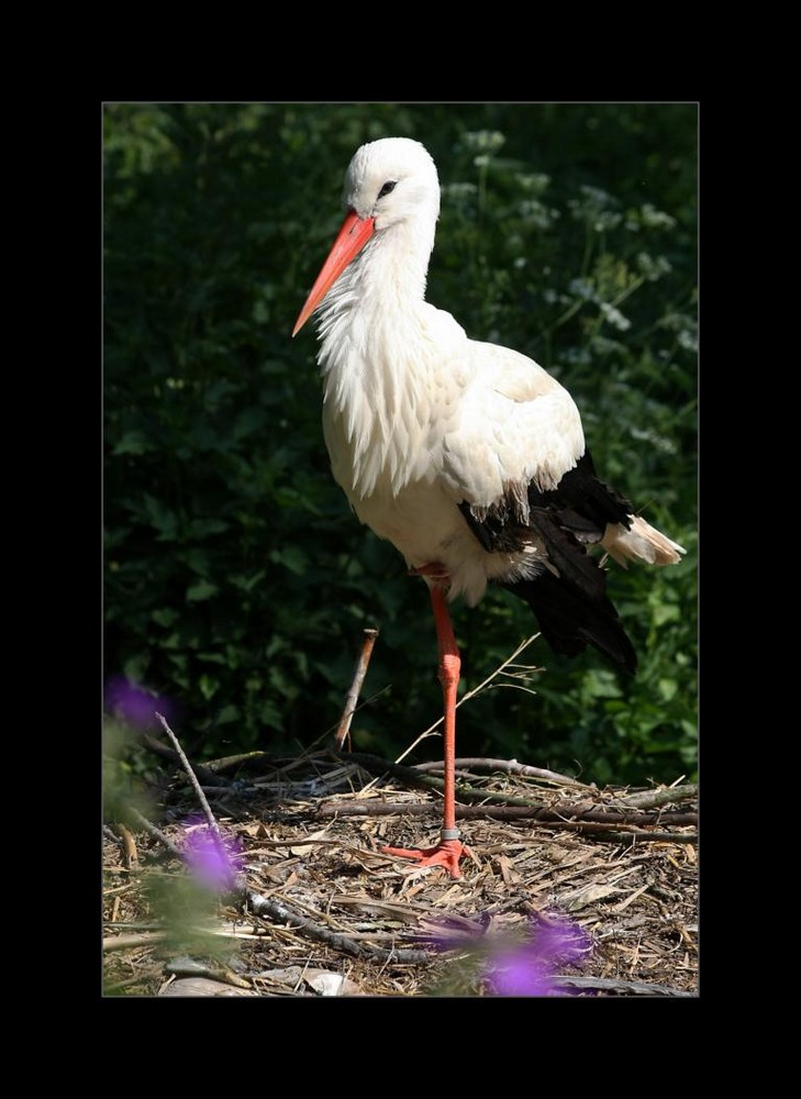 Storch einbeinig