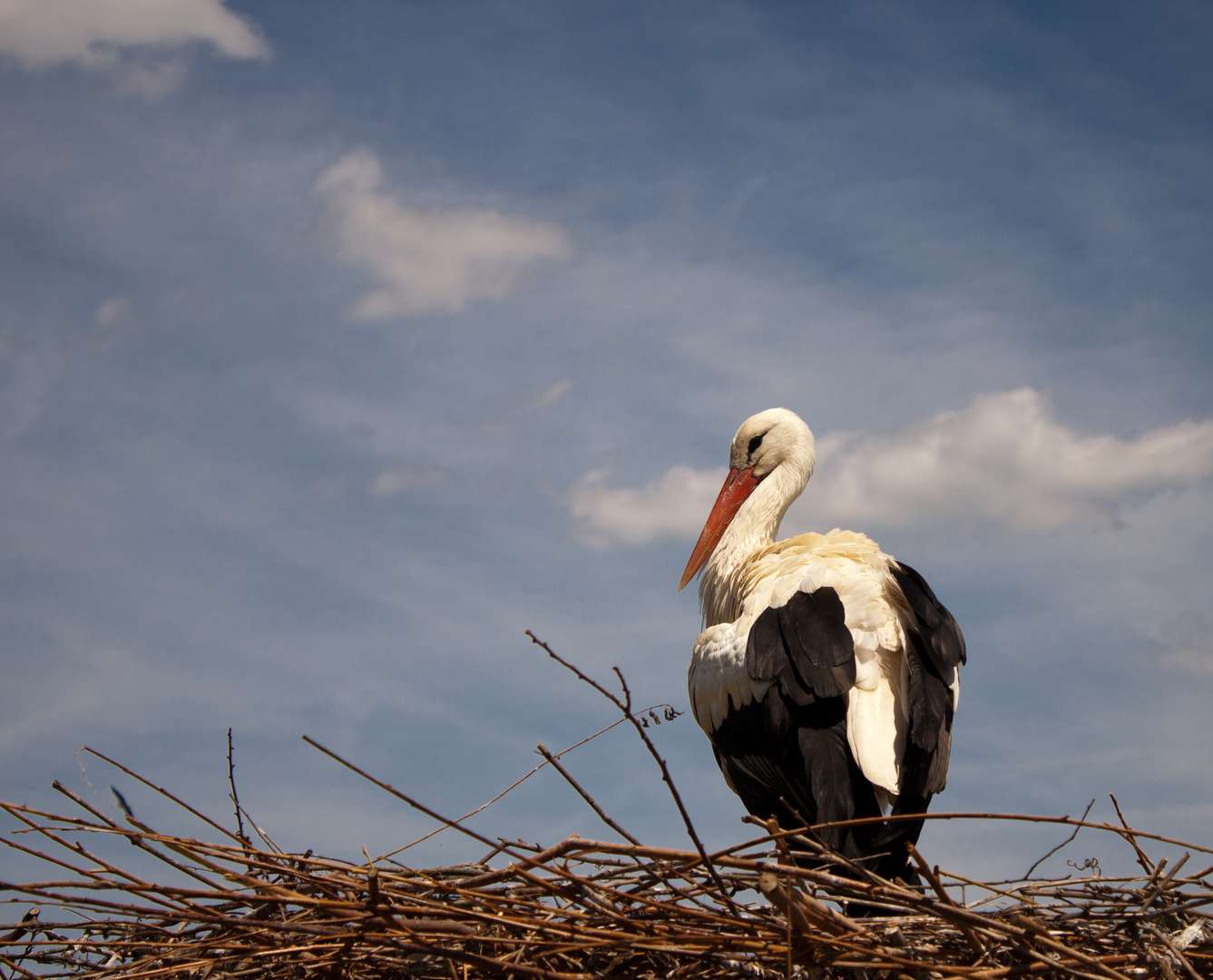 Storch Elsass