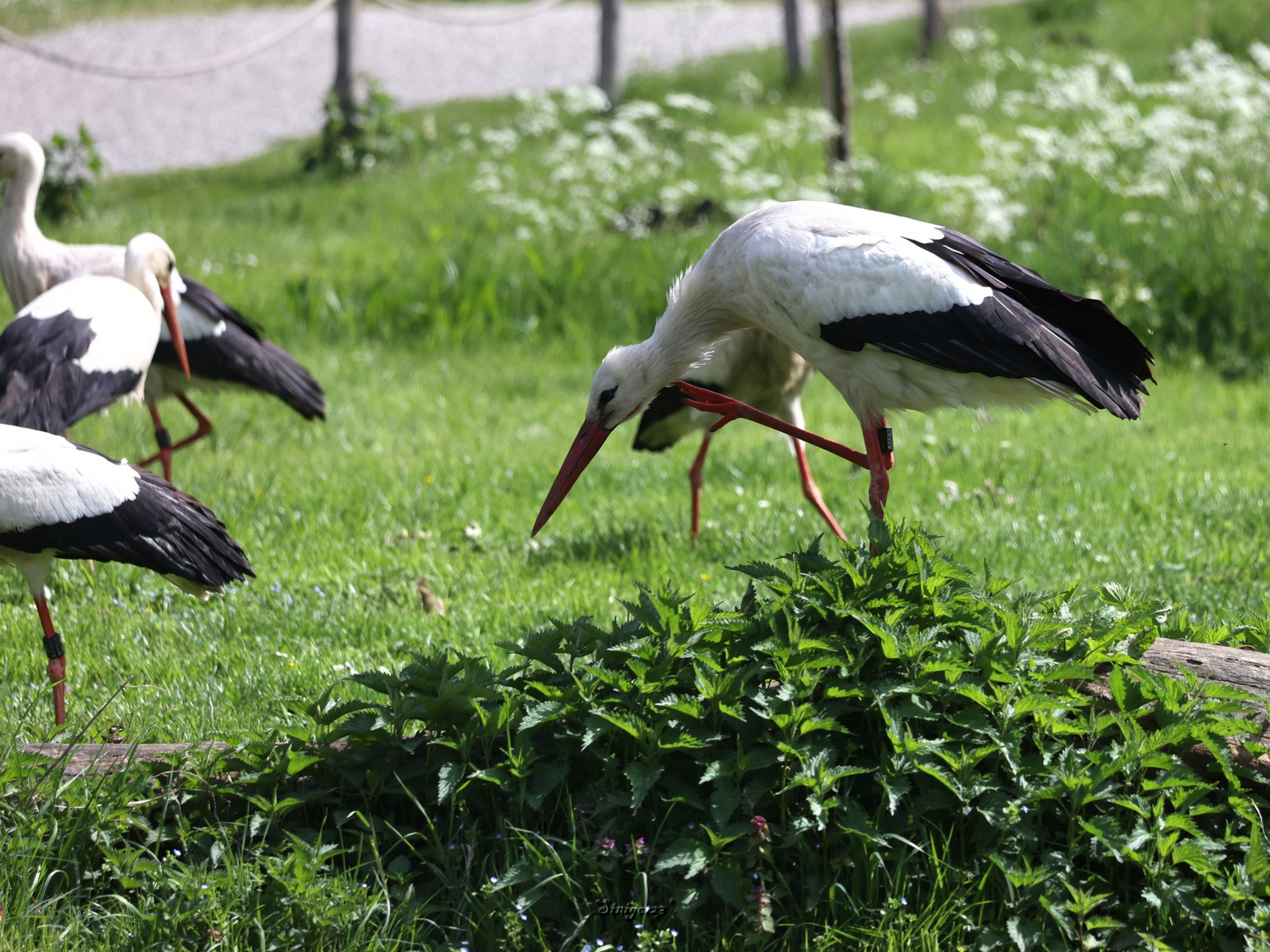 Storch " es juckt..."