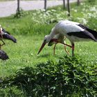 Storch " es juckt..."