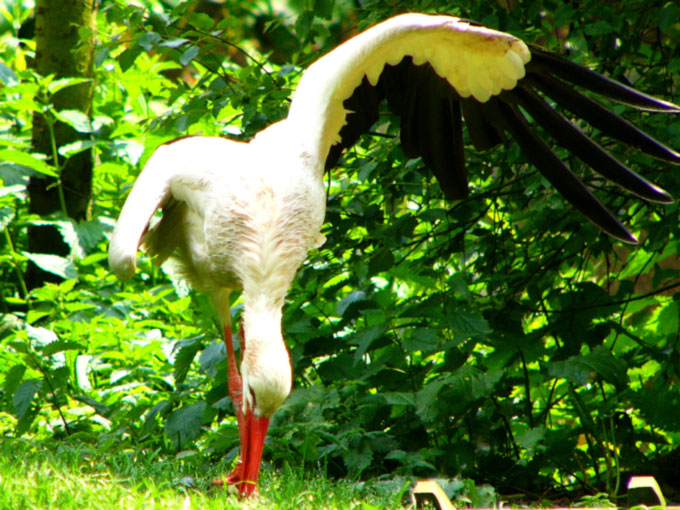 Storch - etwas asymmetrisch...