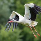 Storch EX 522 im Landeanflug...