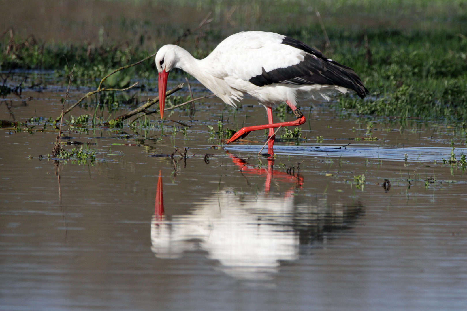 Storch