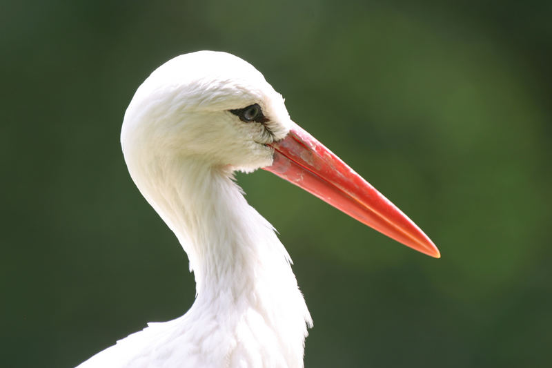 Storch