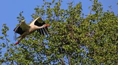 Storch