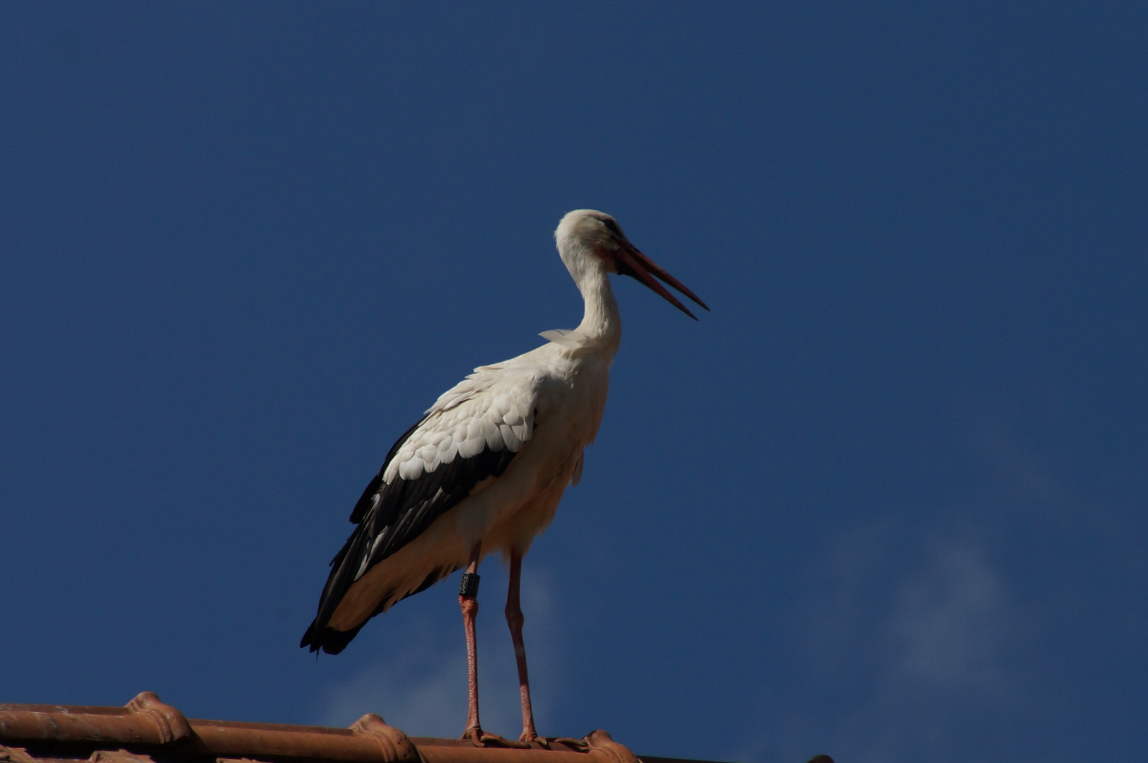 storch.......