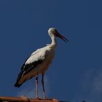 storch.......