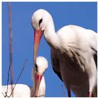 Storch