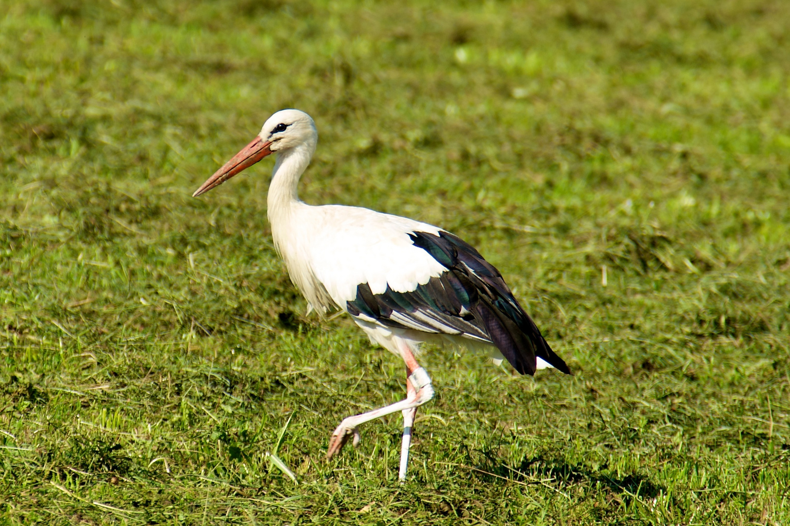 Storch