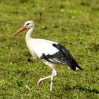 Storch